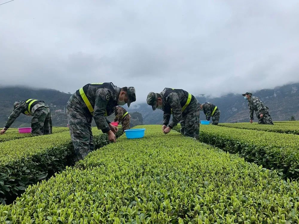 宣恩县富硒茶