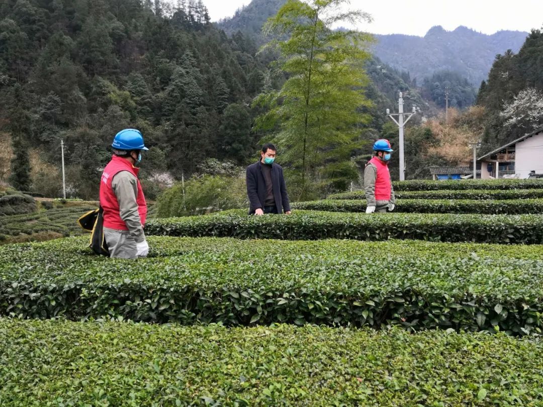 宣恩县富硒茶