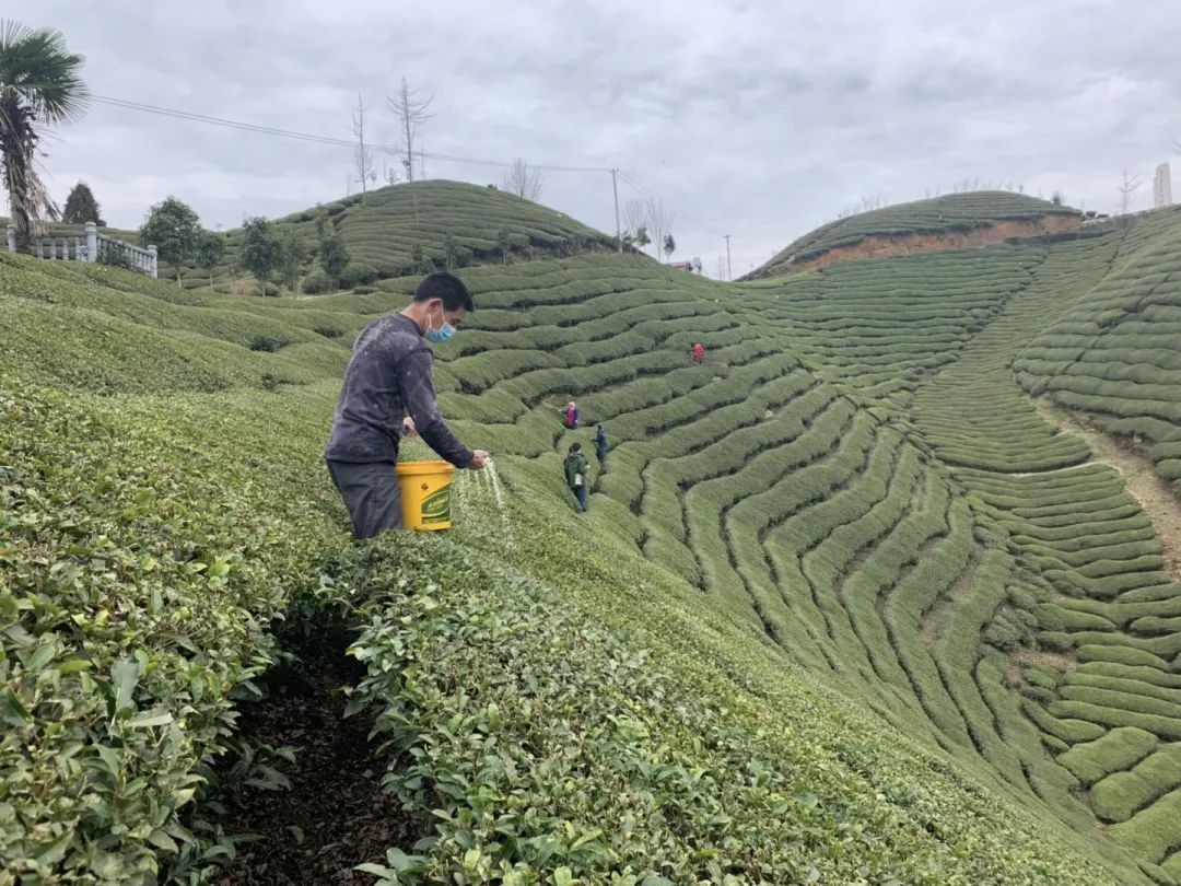 宣恩县富硒茶