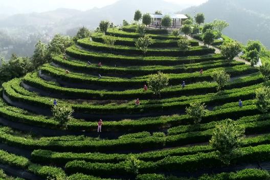 龙场春富硒茶