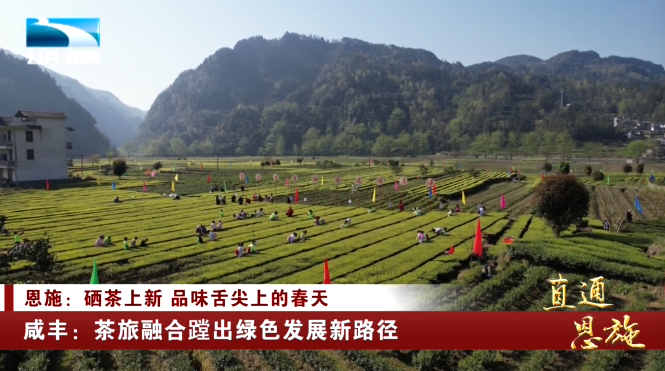 宣恩县富硒茶