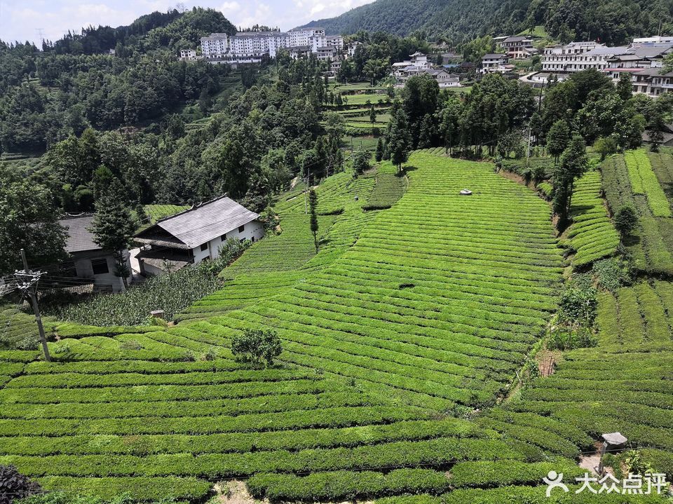 伍家台贡茶图片