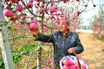 富硒茶顺口溜