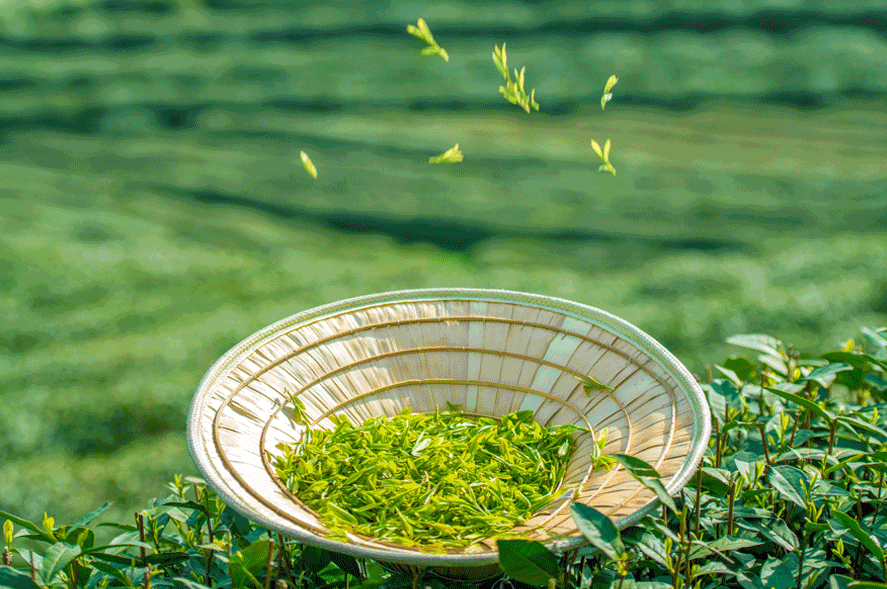 武夷山富硒茶