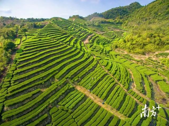 供销社富硒茶