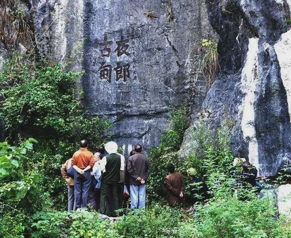 凤岗富锌硒茶