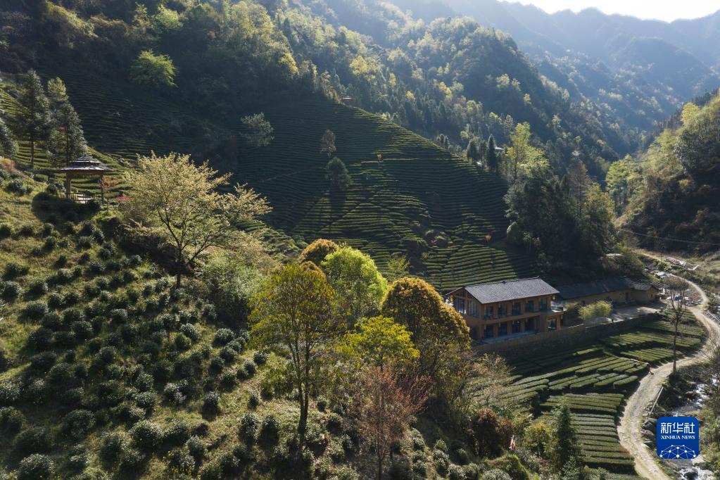 兴业县富硒茶
