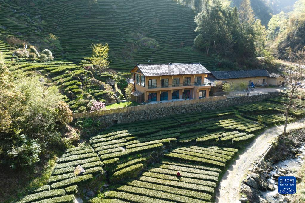 兴业县富硒茶
