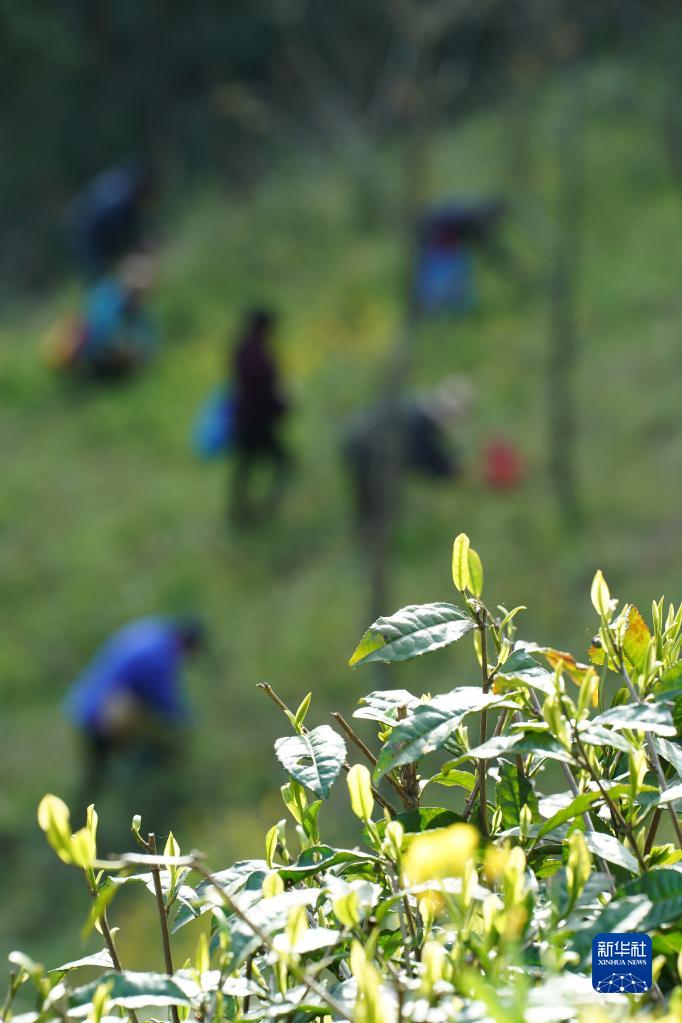 兴业县富硒茶
