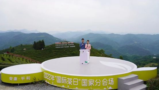 4号线富硒茶