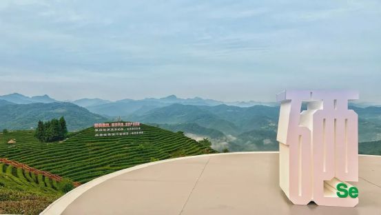 4号线富硒茶