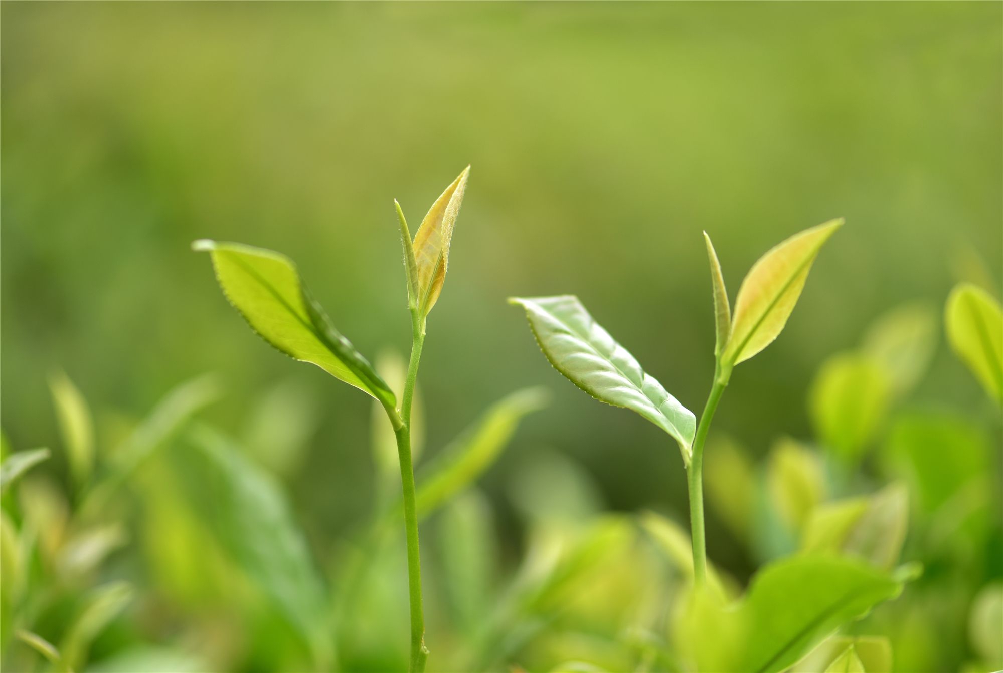 凤冈茶 罗逸 摄