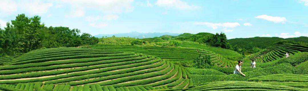 武夷山富硒茶