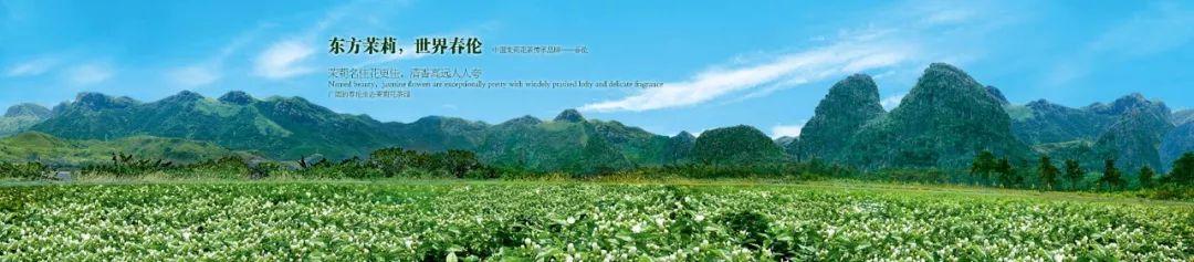 武夷山富硒茶