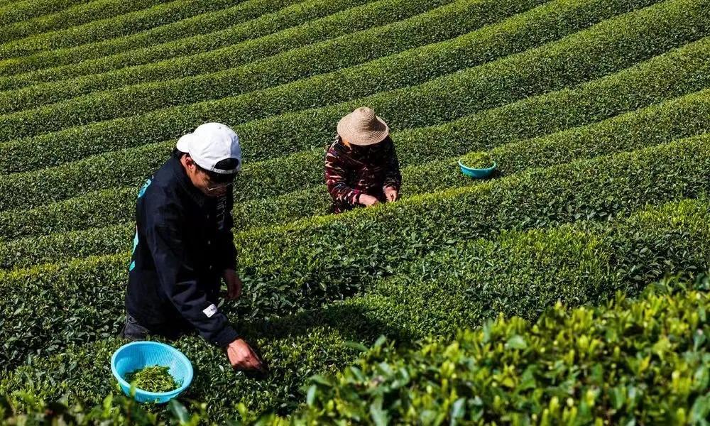 富硒茶年产值