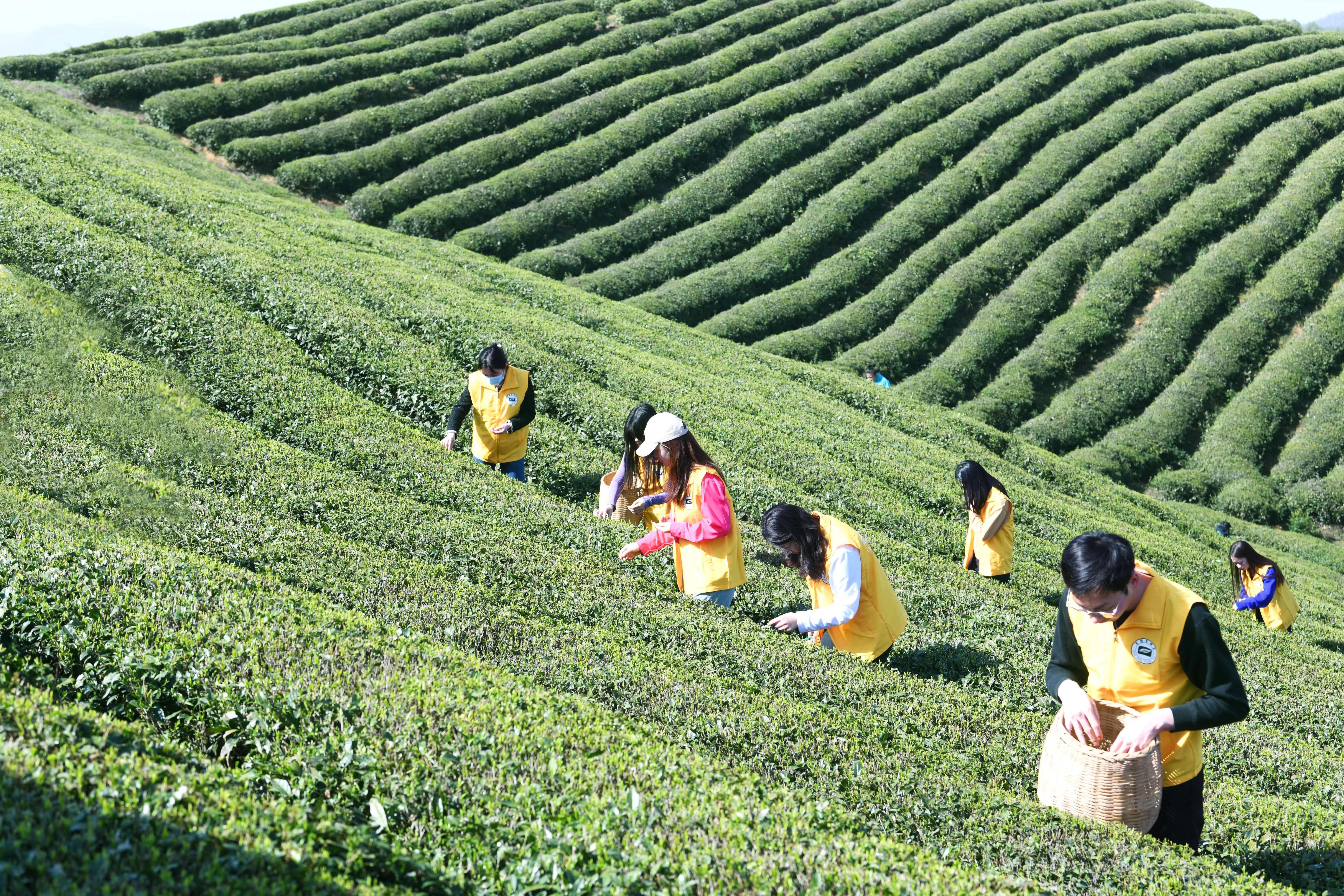 富硒茶年产值