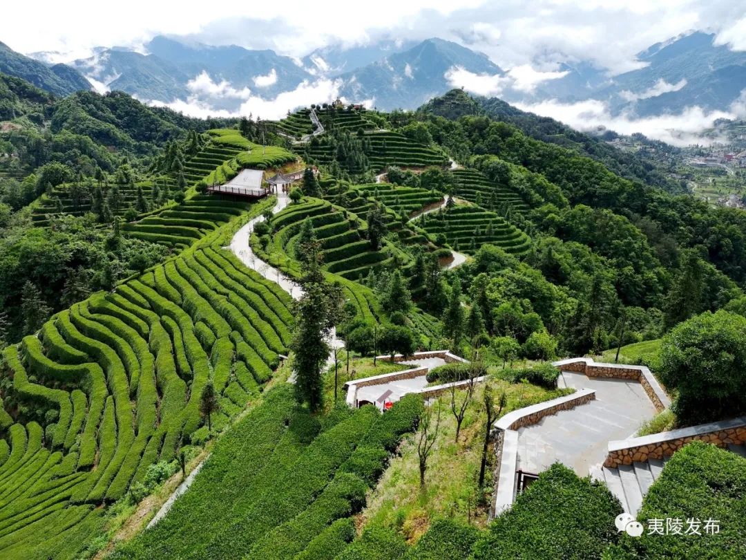 榆林市富硒茶