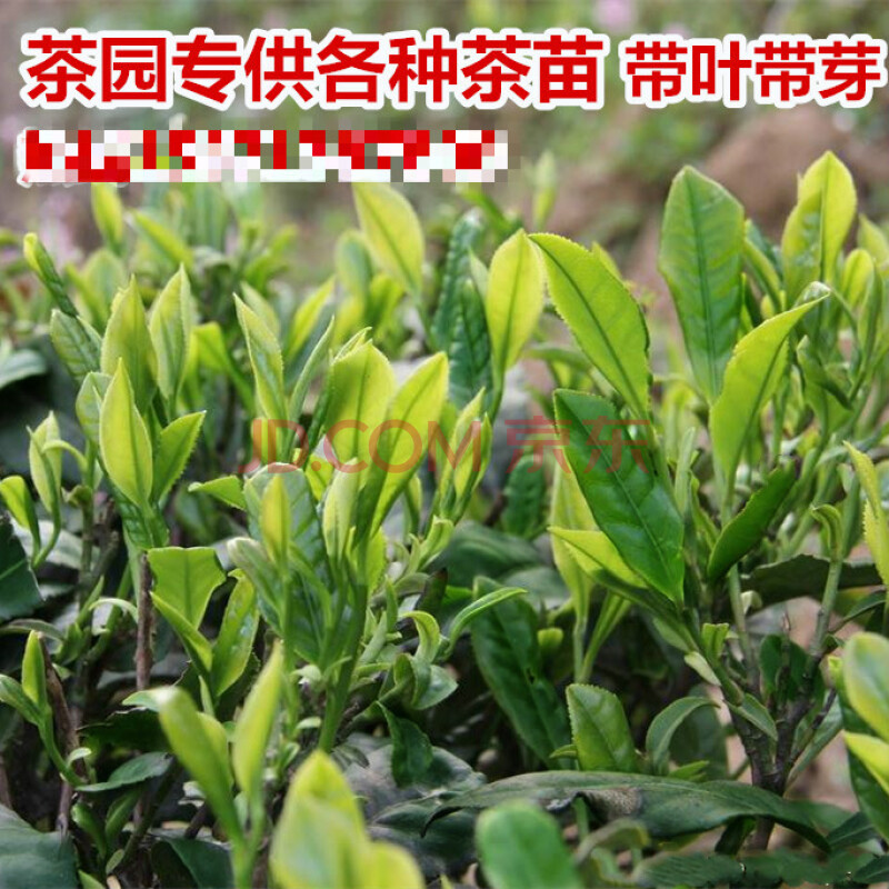 雀舌富硒贡茶