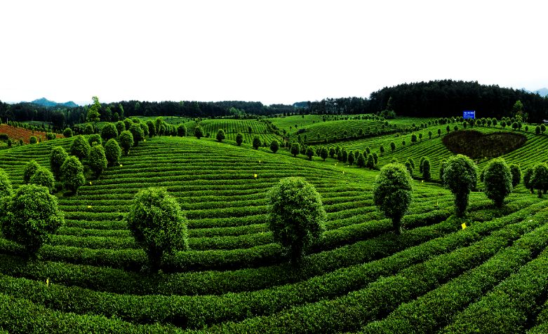 凤冈县富硒茶