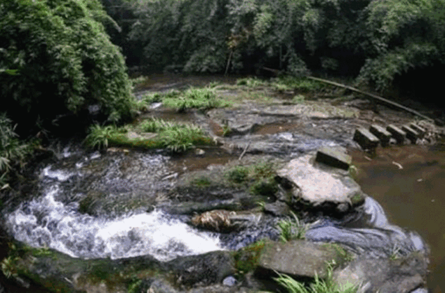西岭红富硒茶