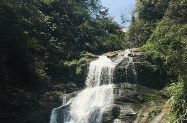 西岭红富硒茶