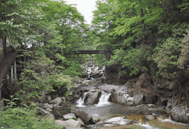 西岭红富硒茶