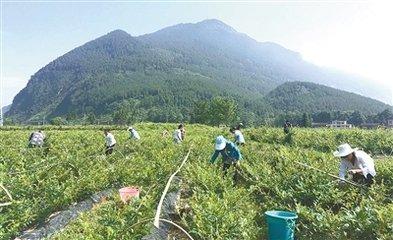 来风富硒藤茶