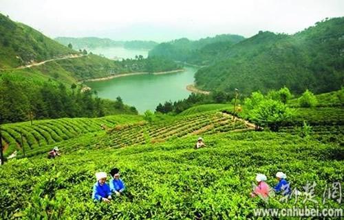 来风富硒藤茶