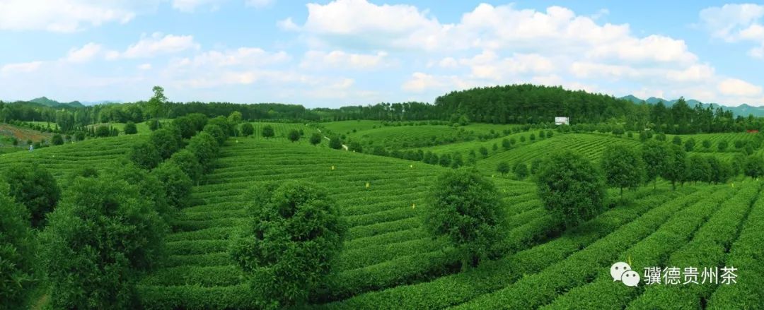 凤冈县富硒茶