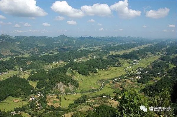 凤冈县富硒茶