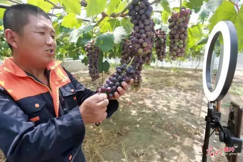 西乡县富硒茶