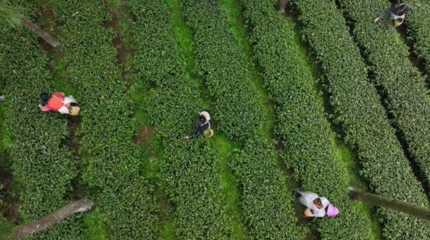 百色富锌硒茶