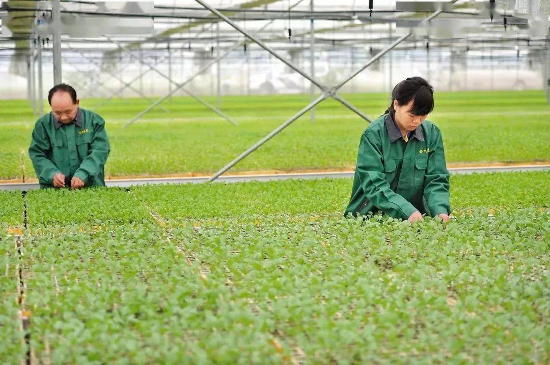 富硒茶产业化