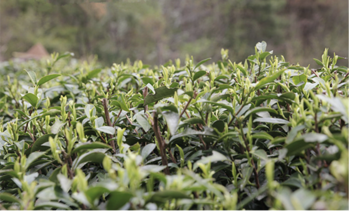 一壶春富硒茶