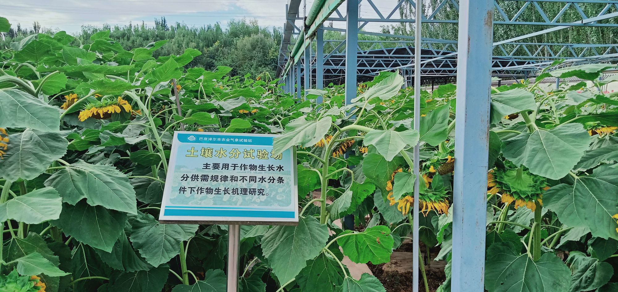 看准富硒大米