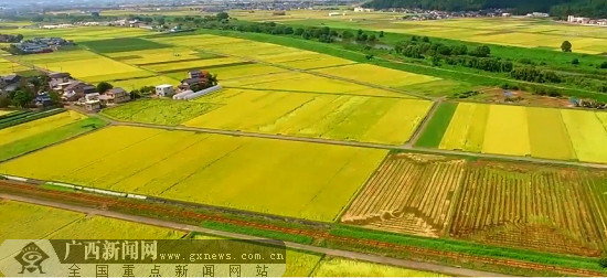 北田富硒大米