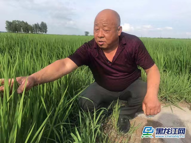 赞美富硒大米