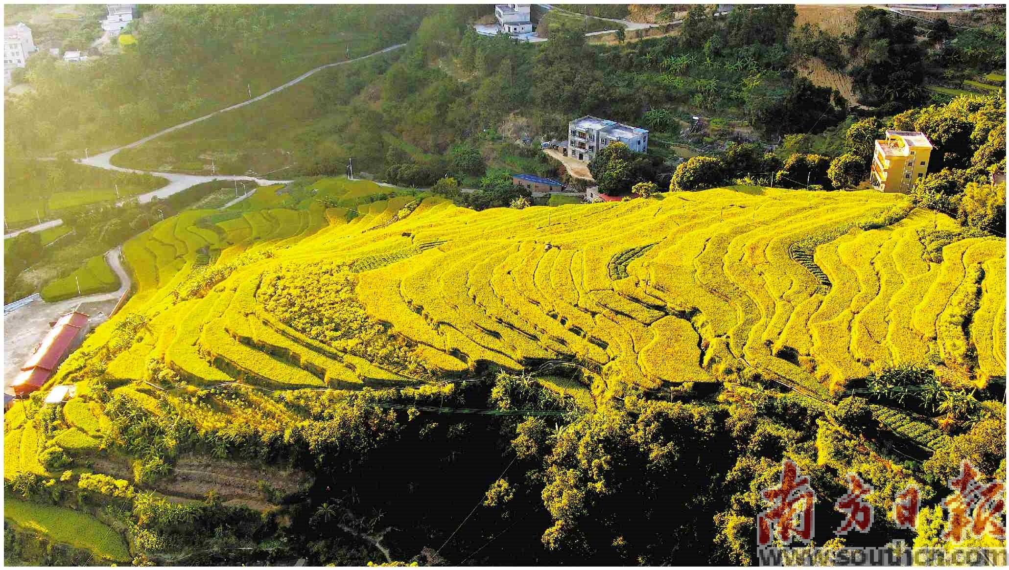高州富硒大米
