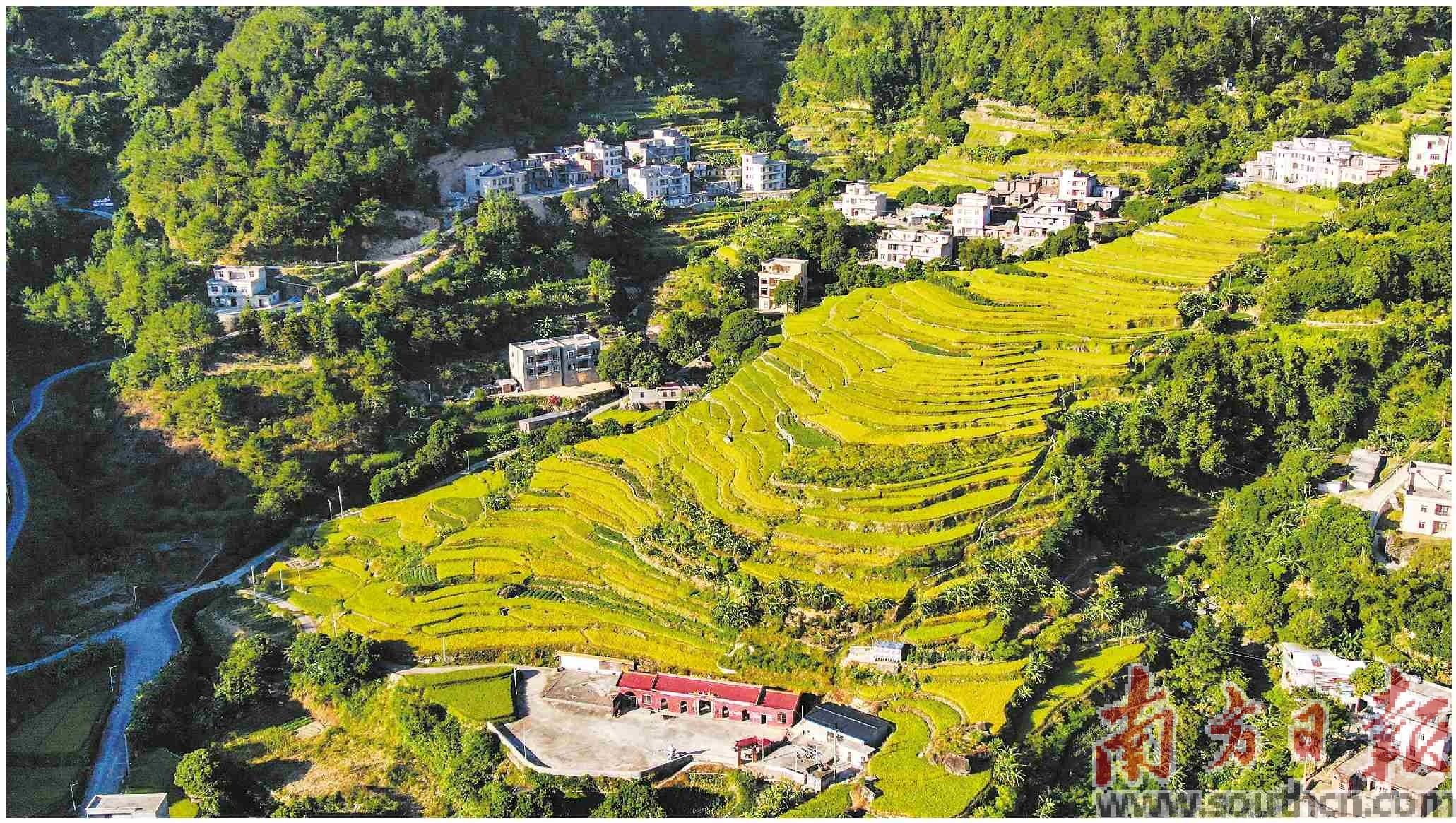 高州富硒大米