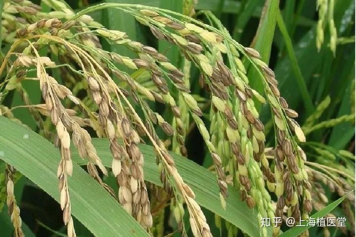 富硒水稻大米