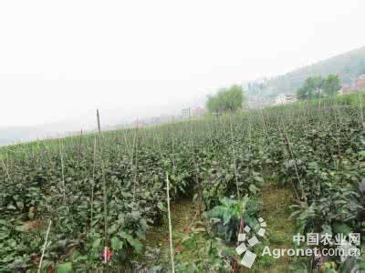 天目山小香薯几月上市