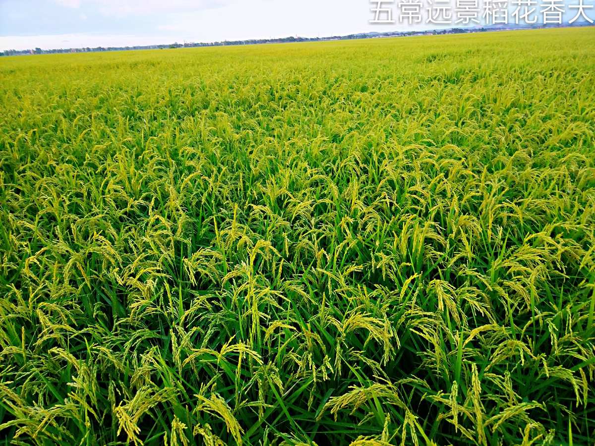 通河富硒大米