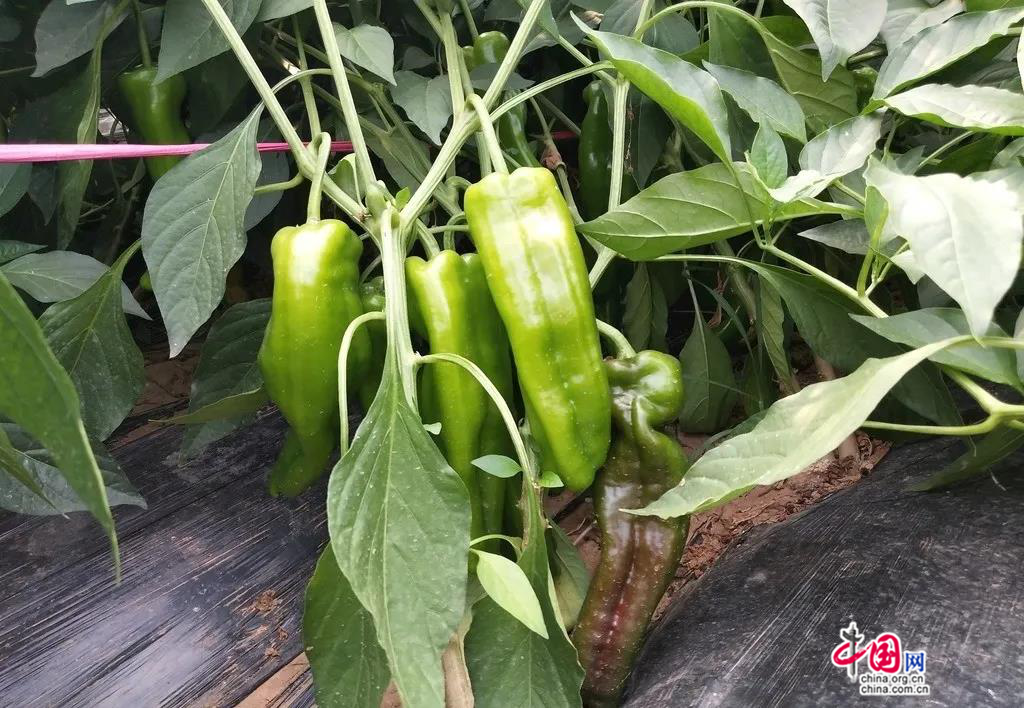 改良富硒大米