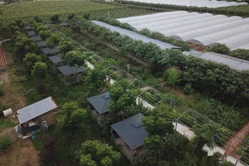 绵阳富硒大米
