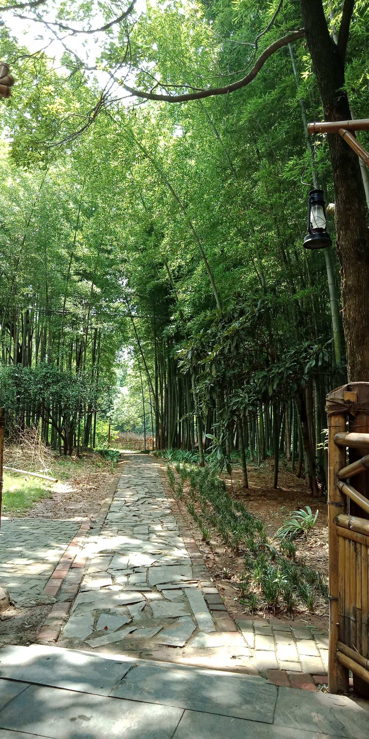 山村富硒大米
