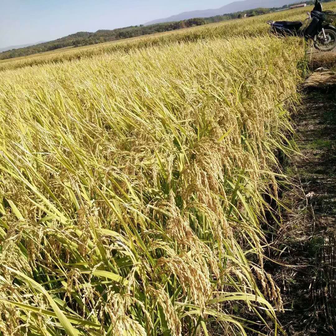 富硒大米英文