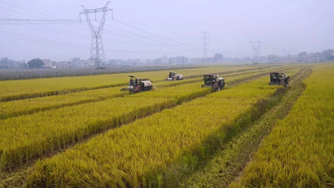 花生富硒大米