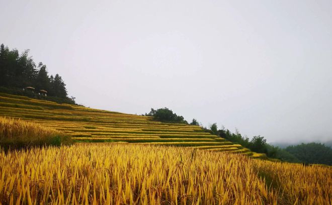 永福富硒大米