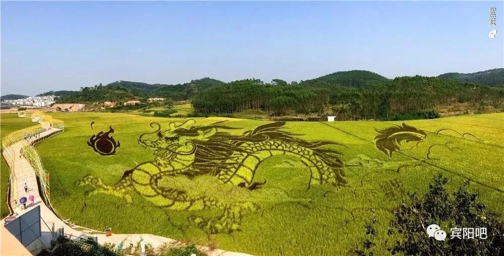 柳州富硒大米
