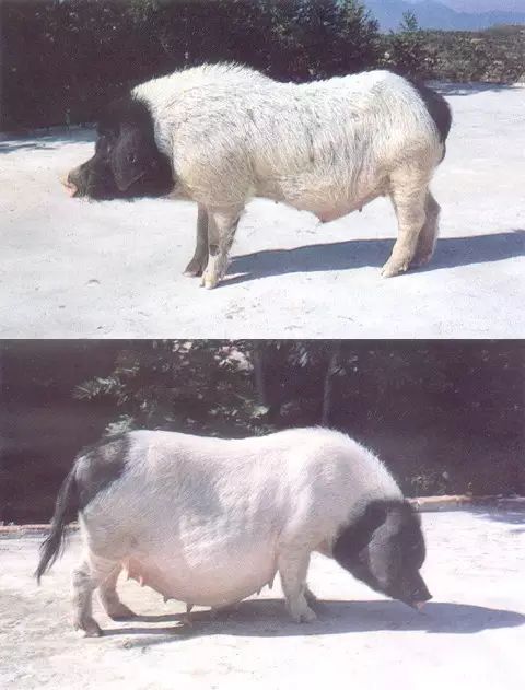 富硒大米取名